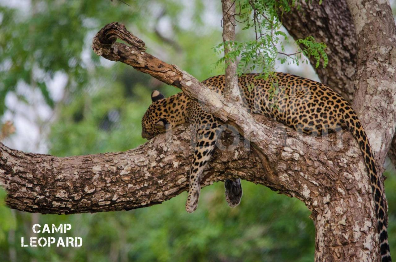 Hotel Camp Leopard - Yala Safari Glamping Extérieur photo