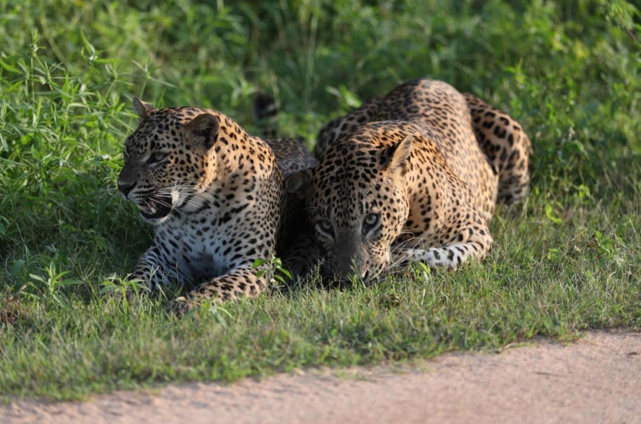 Hotel Camp Leopard - Yala Safari Glamping Extérieur photo