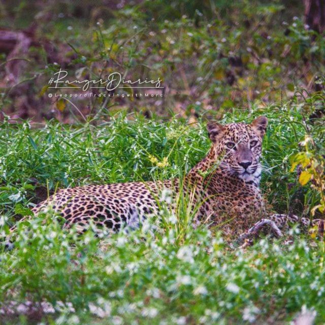 Hotel Camp Leopard - Yala Safari Glamping Extérieur photo