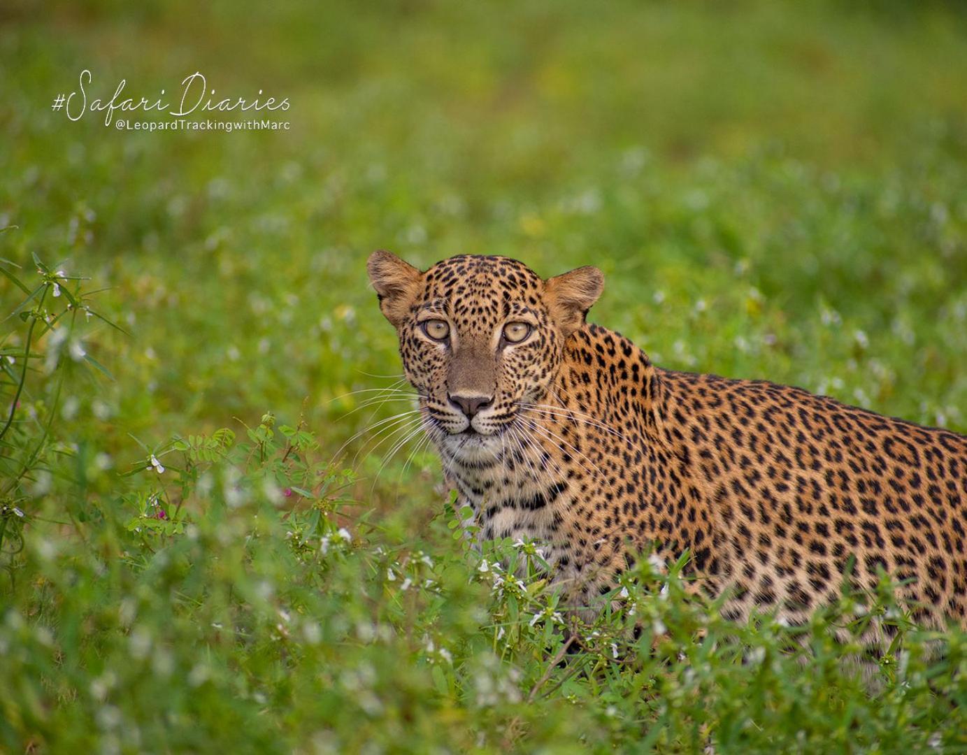 Hotel Camp Leopard - Yala Safari Glamping Extérieur photo