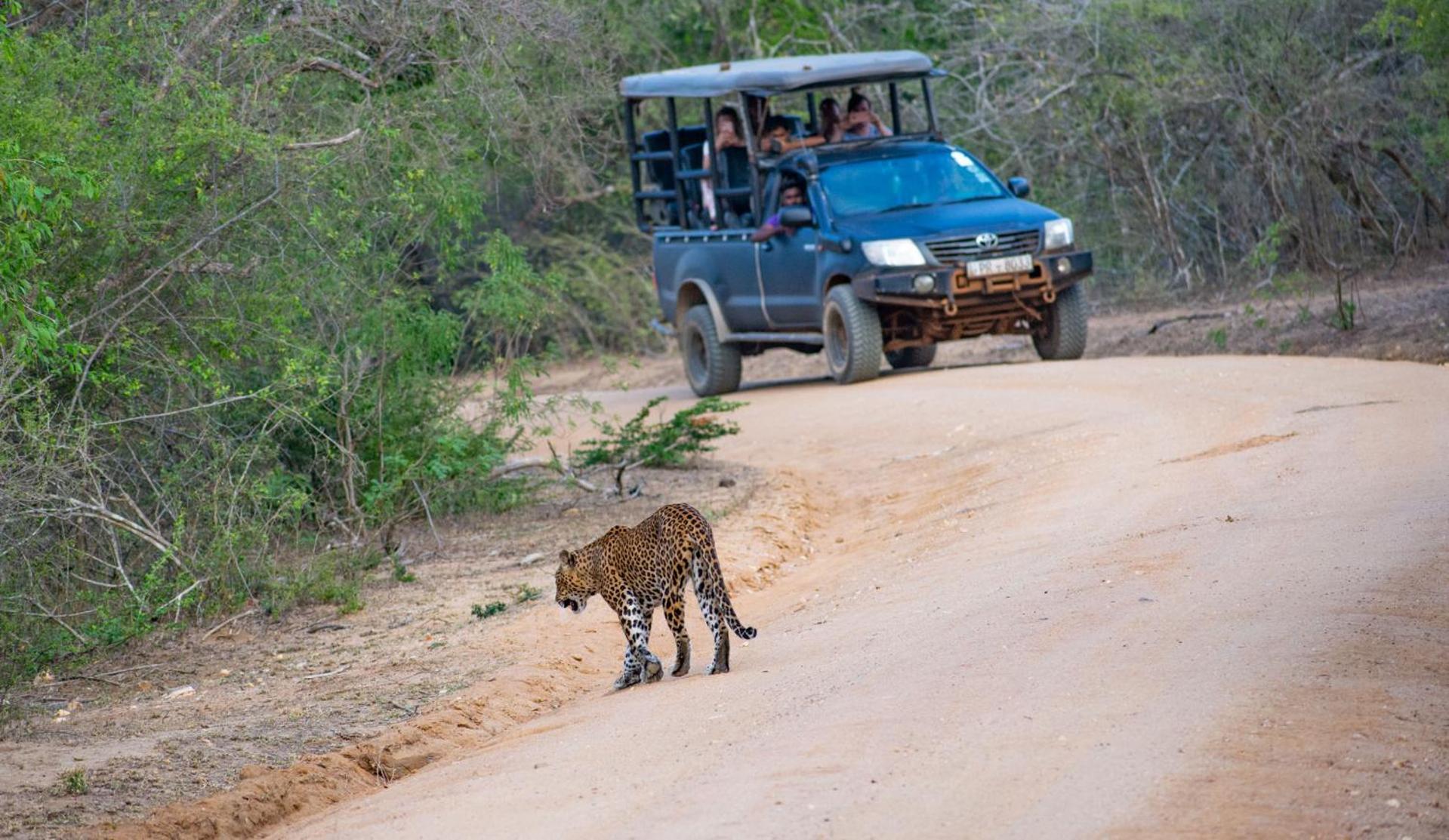 Hotel Camp Leopard - Yala Safari Glamping Extérieur photo