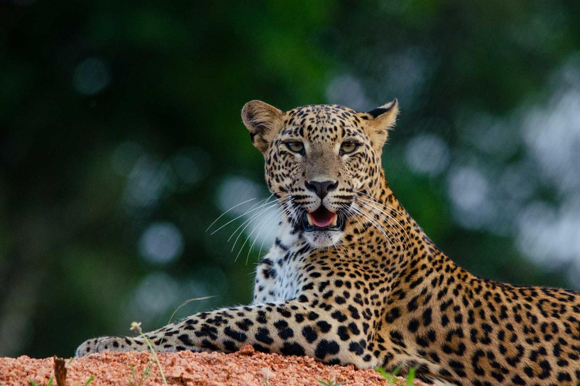 Hotel Camp Leopard - Yala Safari Glamping Extérieur photo